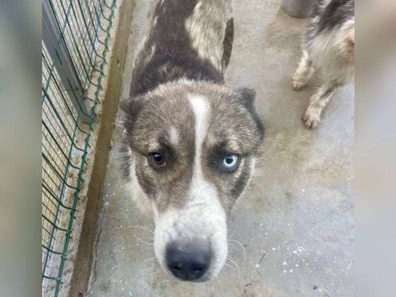 Chicco - sanfter, liebevoller Husky-Mix