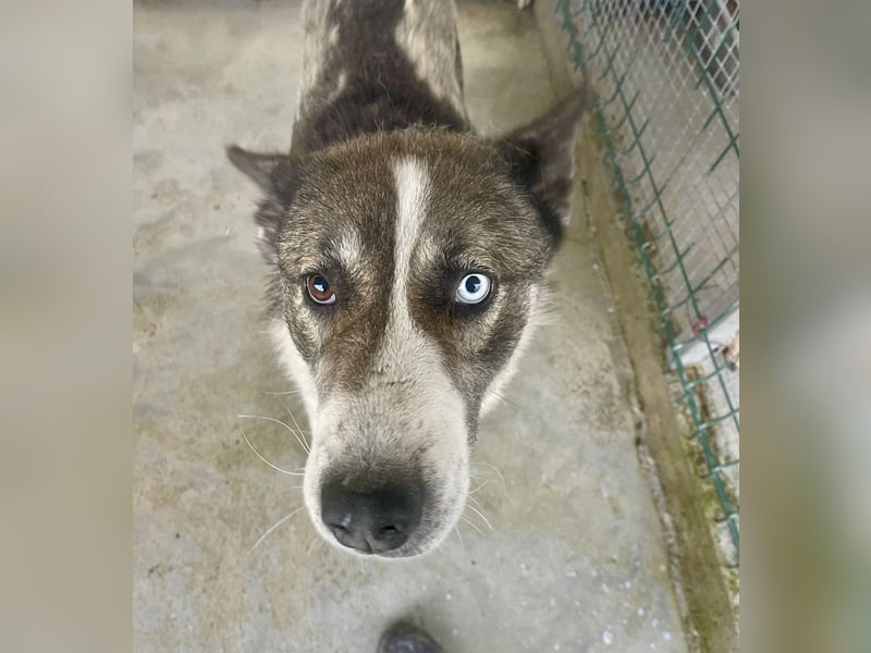 Chicco - sanfter, liebevoller Husky-Mix