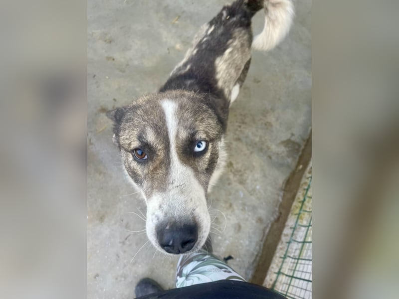 Chicco - sanfter, liebevoller Husky-Mix