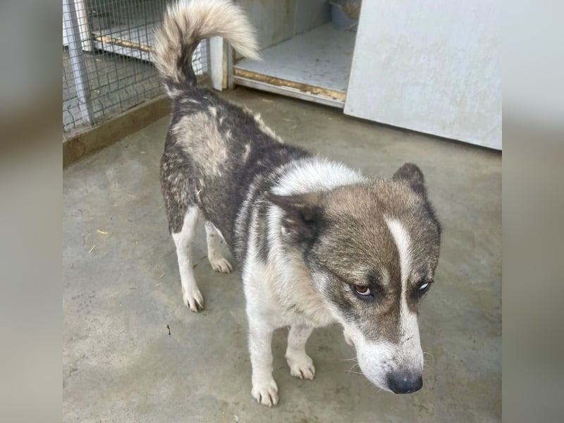 Chicco - sanfter, liebevoller Husky-Mix