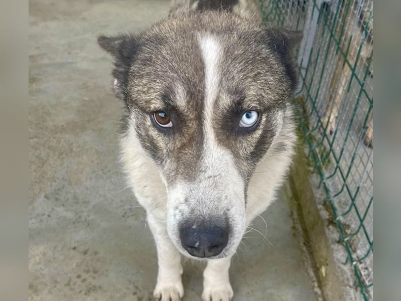 Chicco - sanfter, liebevoller Husky-Mix