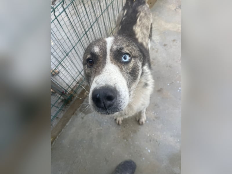 Chicco - sanfter, liebevoller Husky-Mix