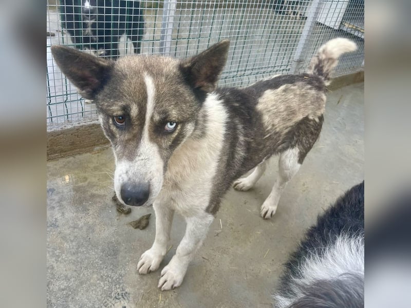 Chicco - sanfter, liebevoller Husky-Mix