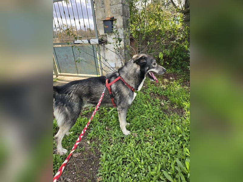 Chico: toller Begleiter und Beifahrer