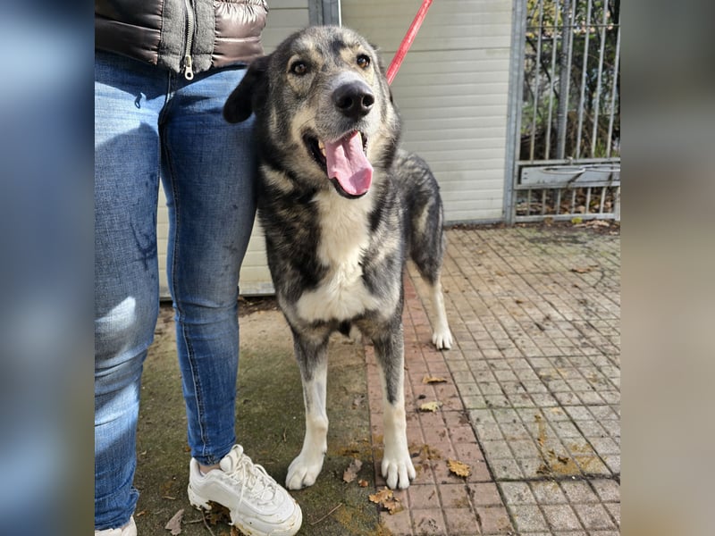 Chico: toller Begleiter und Beifahrer