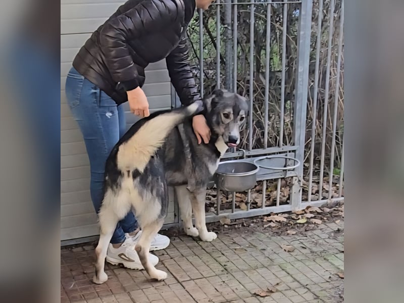 Chico: toller Begleiter und Beifahrer