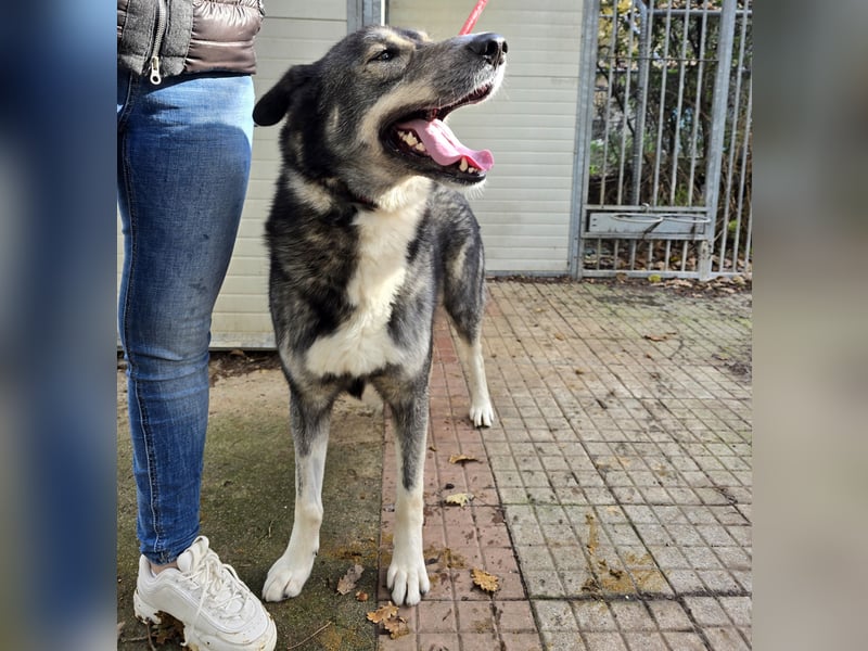 Chico: toller Begleiter und Beifahrer