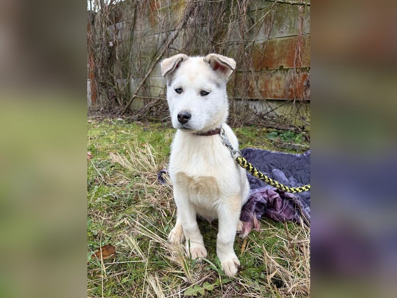 Welpe ACE - ich freue mich auf tolle Abenteuer mit meinen (hundeerfahrenen) Menschen!