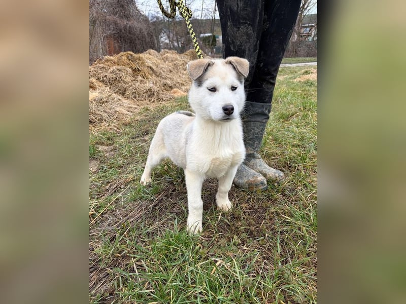 Welpe ACE - ich freue mich auf tolle Abenteuer mit meinen (hundeerfahrenen) Menschen!