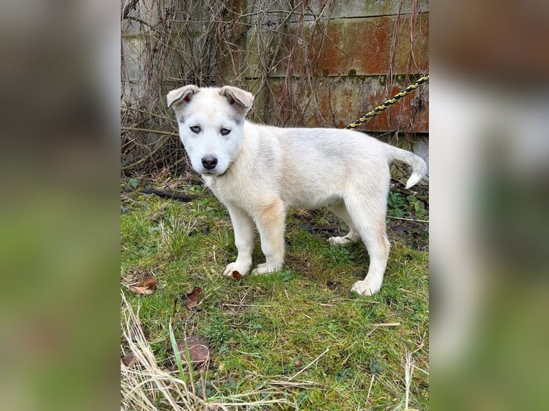 Welpe ACE - ich freue mich auf tolle Abenteuer mit meinen (hundeerfahrenen) Menschen!