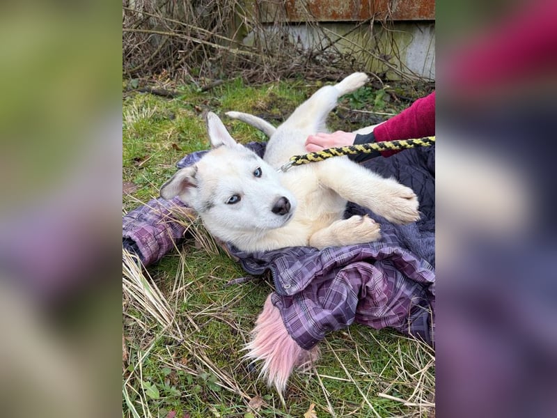 Welpe ACE - ich freue mich auf tolle Abenteuer mit meinen (hundeerfahrenen) Menschen!