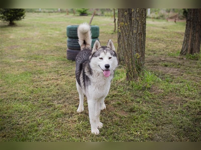 NANOOK - der hübsche Rüde sucht ein liebevolles Zuhause mit Hundeerfahrung