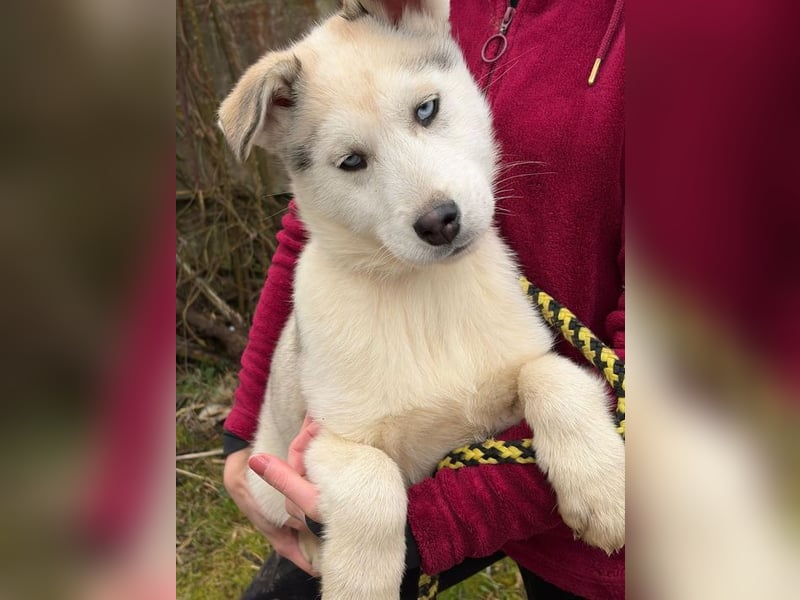 Welpe ACE - ich freue mich auf tolle Abenteuer mit meinen (hundeerfahrenen) Menschen!