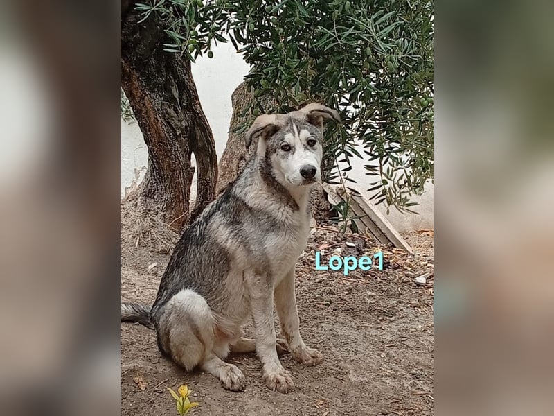 Lope1 geb. 12/2024 (ESP) - junger, edler Husky-Mix!