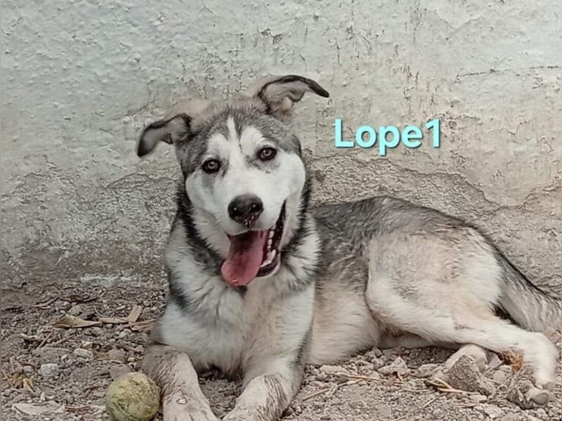 Lope1 geb. 12/2024 (ESP) - junger, edler Husky-Mix!