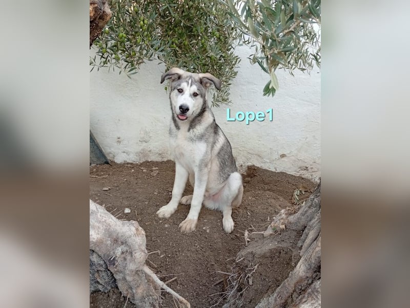 Lope1 geb. 12/2024 (ESP) - junger, edler Husky-Mix!