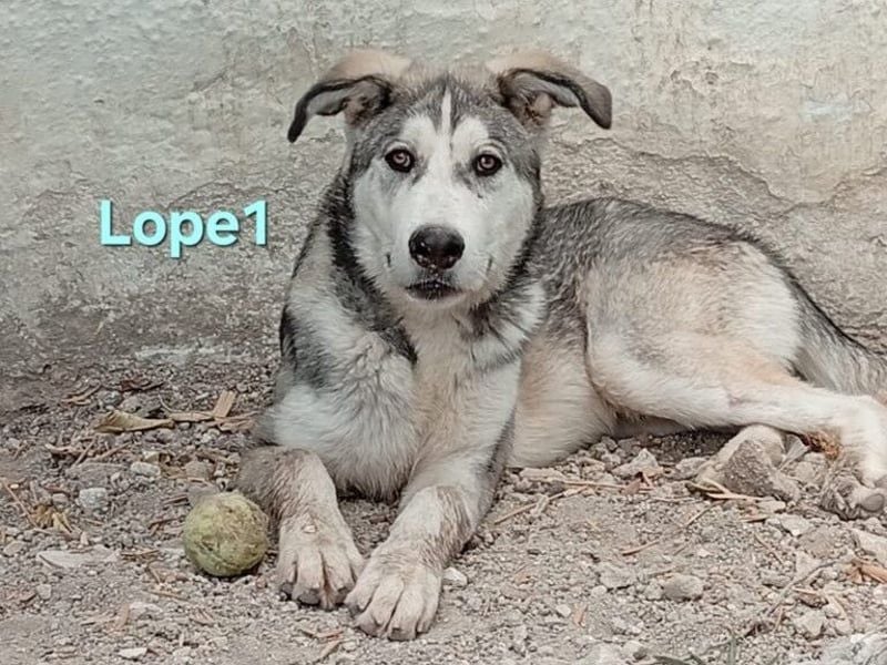 Lope1 geb. 12/2024 (ESP) - junger, edler Husky-Mix!