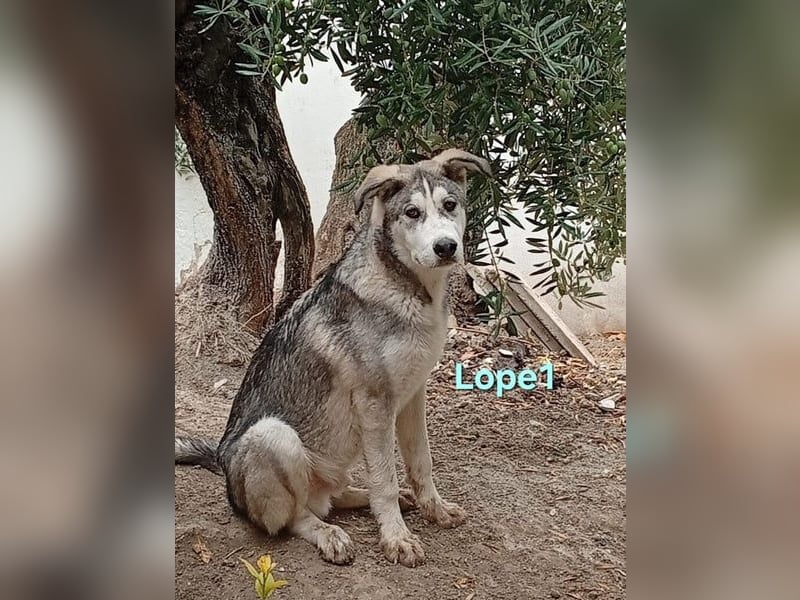 Lope1 geb. 12/2024 (ESP) - junger, edler Husky-Mix!