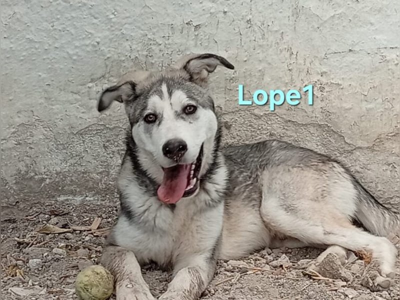Lope1 geb. 12/2024 (ESP) - junger, edler Husky-Mix!