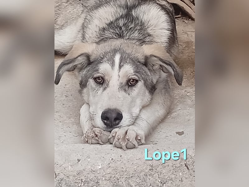 Lope1 geb. 12/2024 (ESP) - junger, edler Husky-Mix!