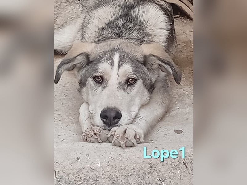 Lope1 geb. 12/2024 (ESP) - junger, edler Husky-Mix!