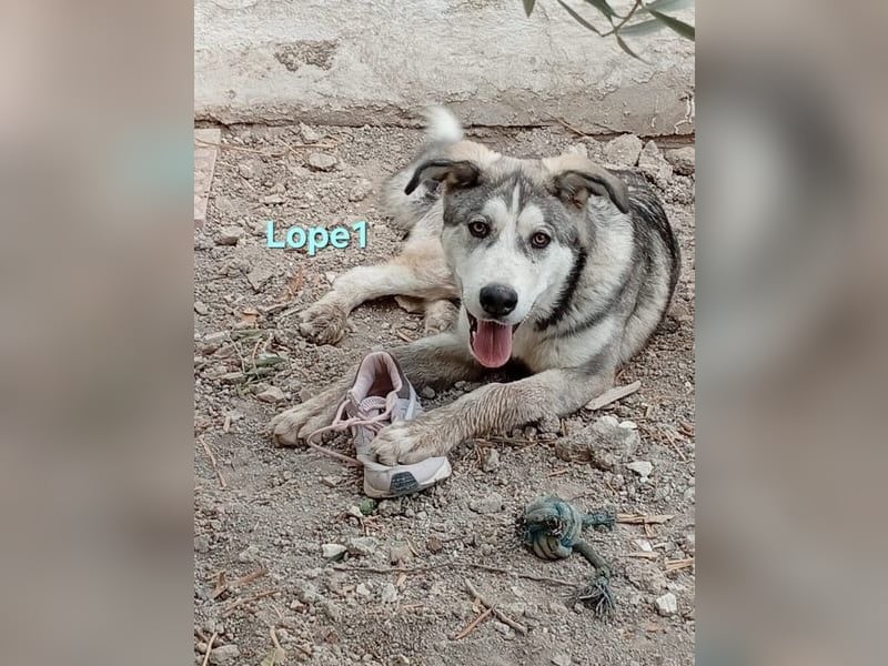 Lope1 geb. 12/2024 (ESP) - junger, edler Husky-Mix!
