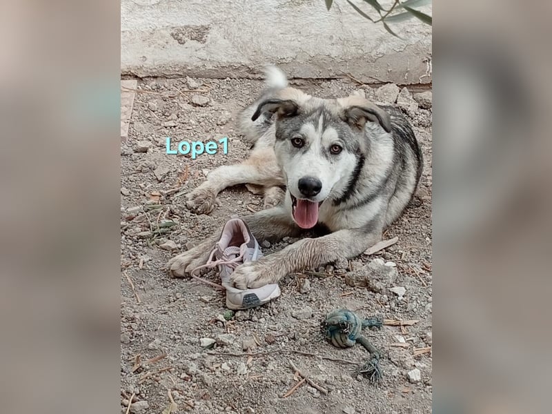 Lope1 geb. 12/2024 (ESP) - junger, edler Husky-Mix!