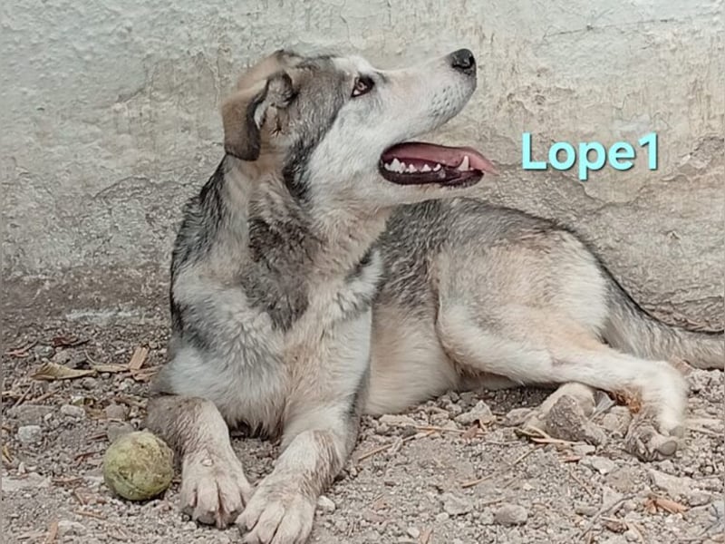 Lope1 geb. 12/2024 (ESP) - junger, edler Husky-Mix!