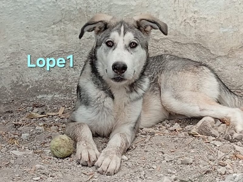 Lope1 geb. 12/2024 (ESP) - junger, edler Husky-Mix!