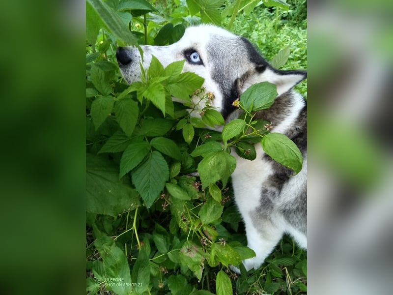 ARYA – selbstbewusst, verschmust und voller Lebensfreude