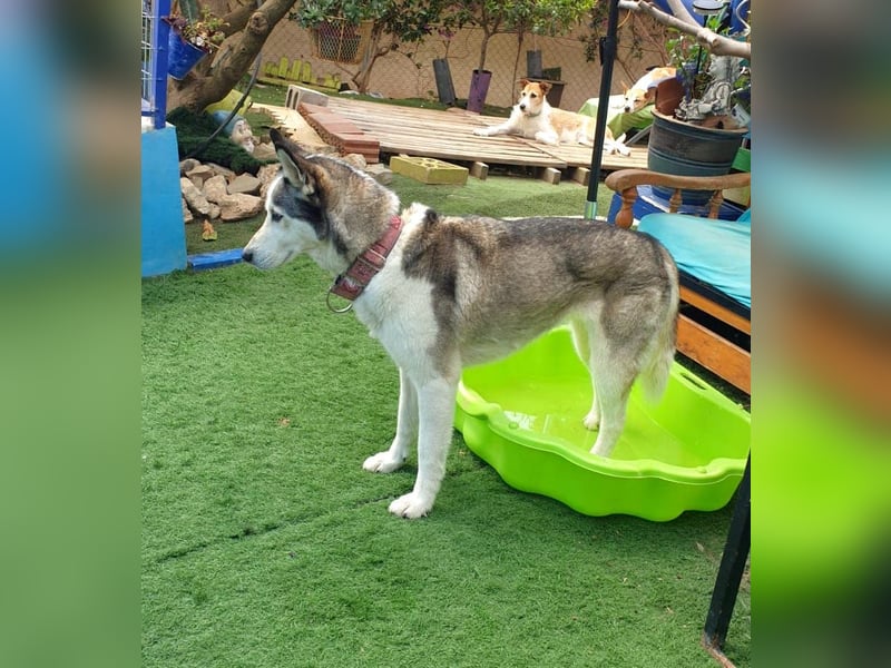ARYA – selbstbewusst, verschmust und voller Lebensfreude