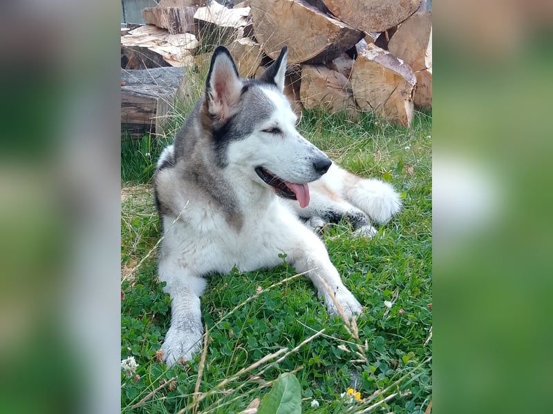 ARYA – selbstbewusst, verschmust und voller Lebensfreude