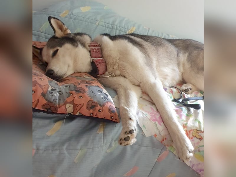 ARYA – selbstbewusst, verschmust und voller Lebensfreude
