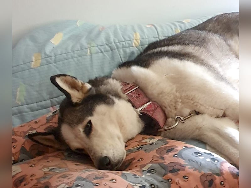 ARYA – selbstbewusst, verschmust und voller Lebensfreude