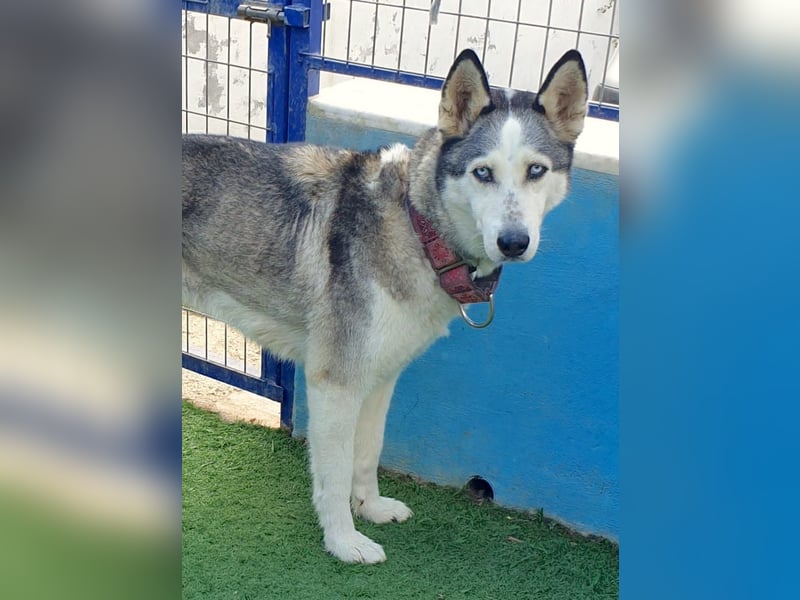 ARYA – selbstbewusst, verschmust und voller Lebensfreude