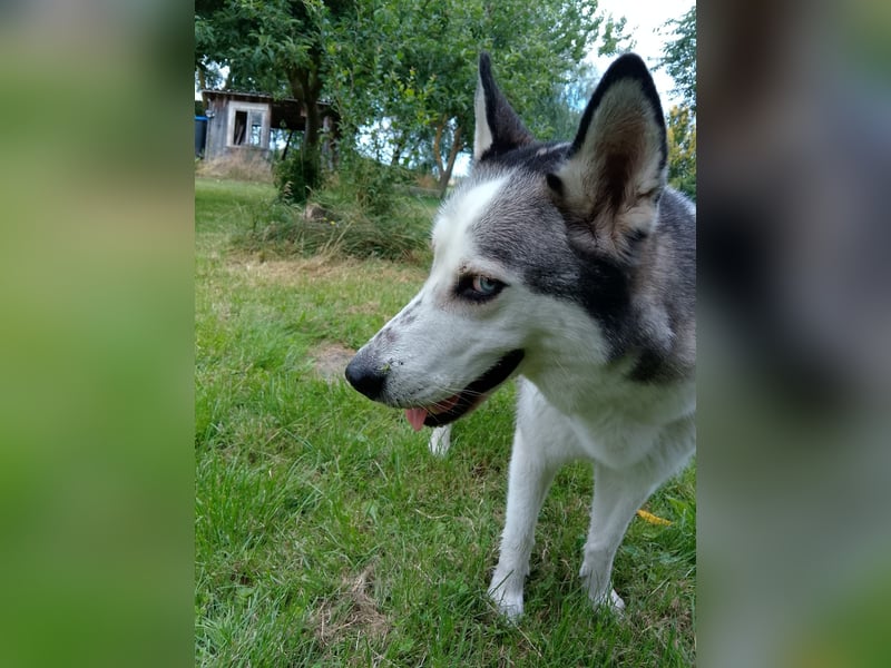 ARYA – selbstbewusst, verschmust und voller Lebensfreude