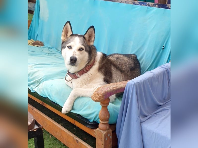 ARYA – selbstbewusst, verschmust und voller Lebensfreude