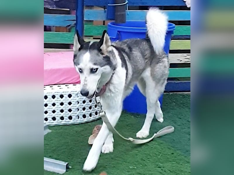 ARYA – selbstbewusst, verschmust und voller Lebensfreude