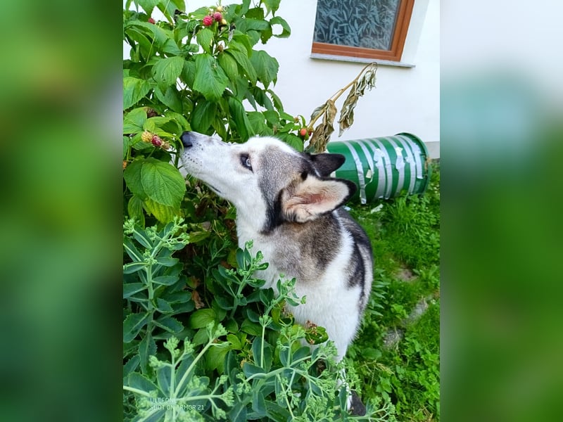 ARYA – selbstbewusst, verschmust und voller Lebensfreude