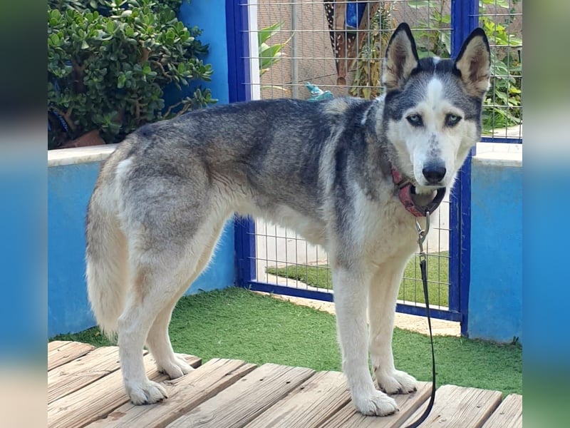 ARYA – selbstbewusst, verschmust und voller Lebensfreude