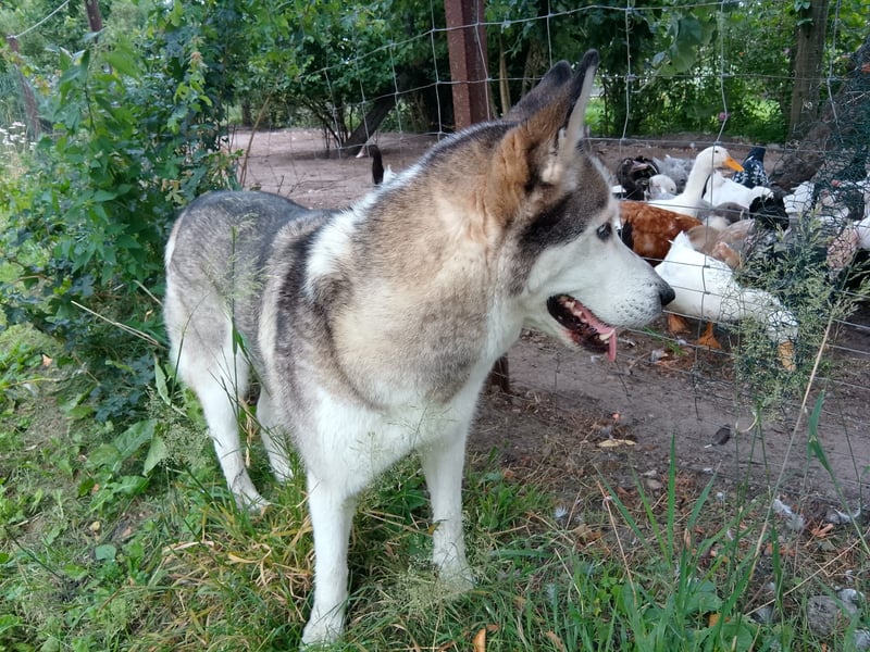 ARYA – selbstbewusst, verschmust und voller Lebensfreude