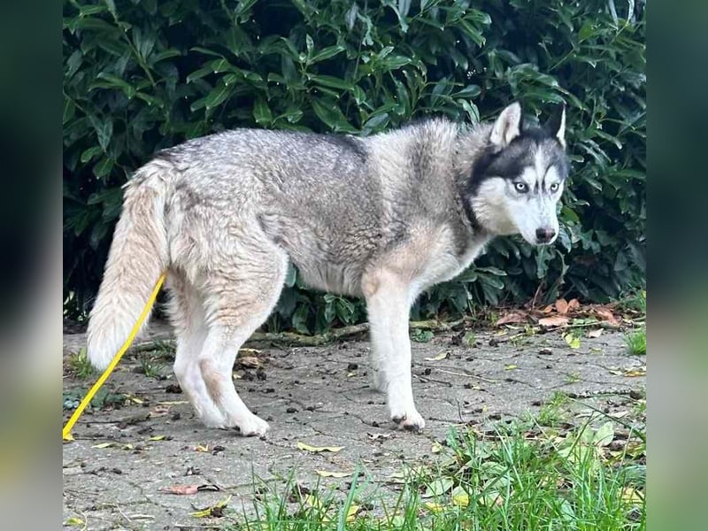 Vermittlungshilfe - Maya möchte endlich passende Menschen finden