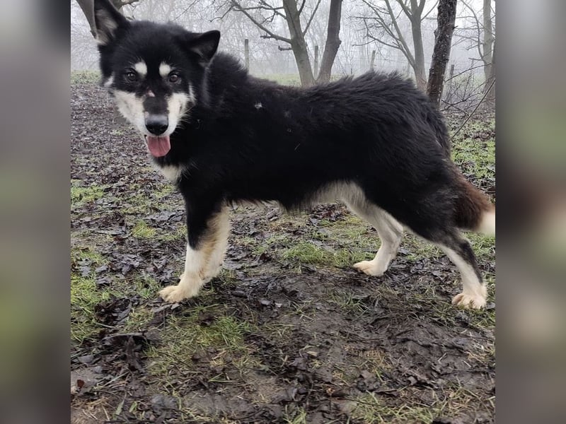 Hachiko ein ganz toller Mensch bezogener Rüde