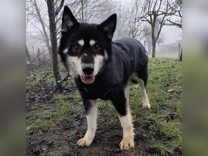 Hachiko ein ganz toller Mensch bezogener Rüde