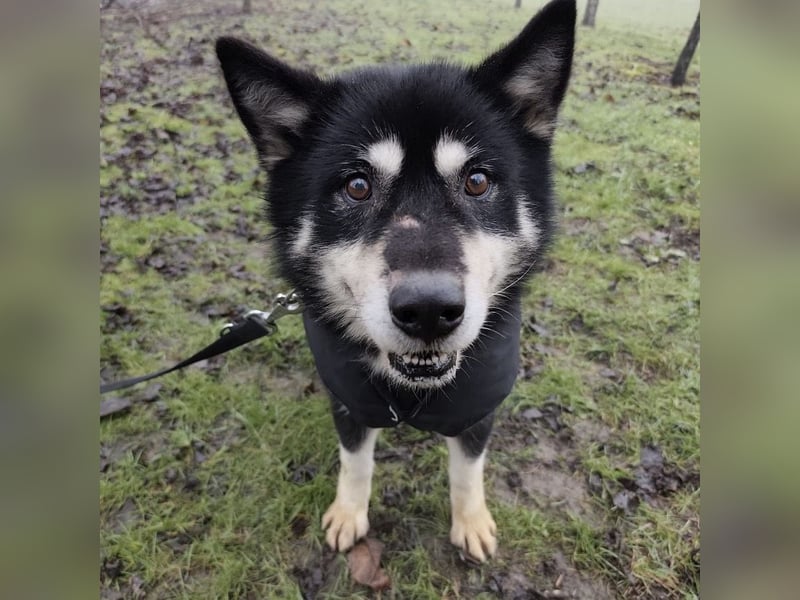 Hachiko ein ganz toller Mensch bezogener Rüde