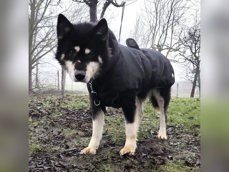 Hachiko ein ganz toller Mensch bezogener Rüde