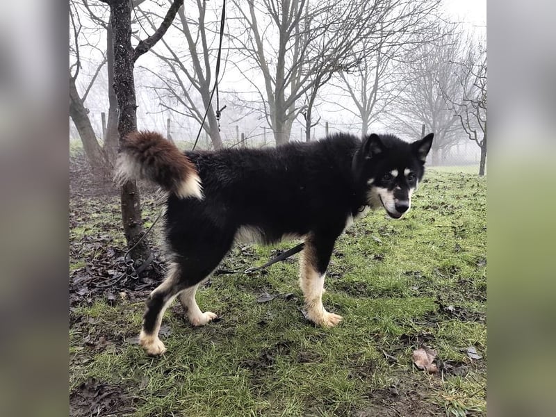 Hachiko ein ganz toller Mensch bezogener Rüde
