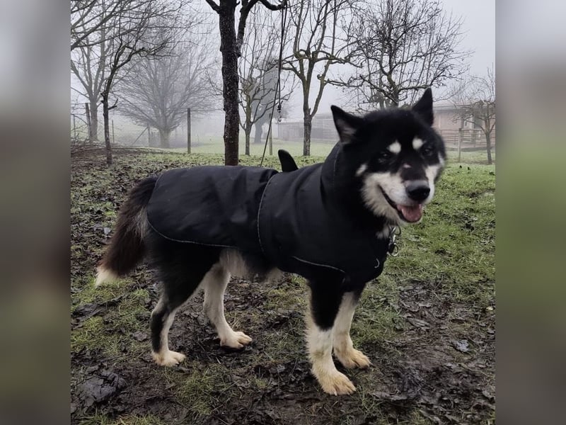 Hachiko ein ganz toller Mensch bezogener Rüde