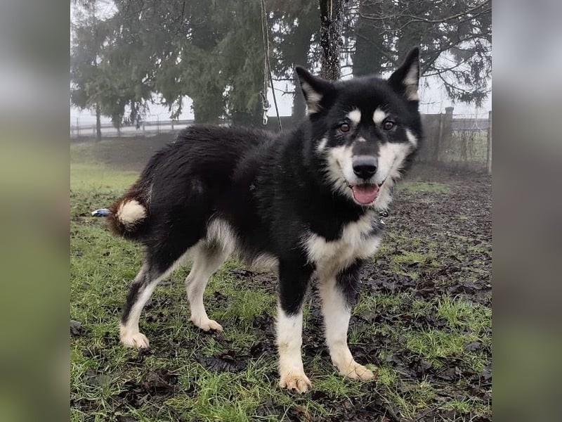 Hachiko ein ganz toller Mensch bezogener Rüde