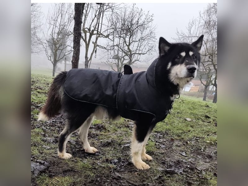 Hachiko ein ganz toller Mensch bezogener Rüde